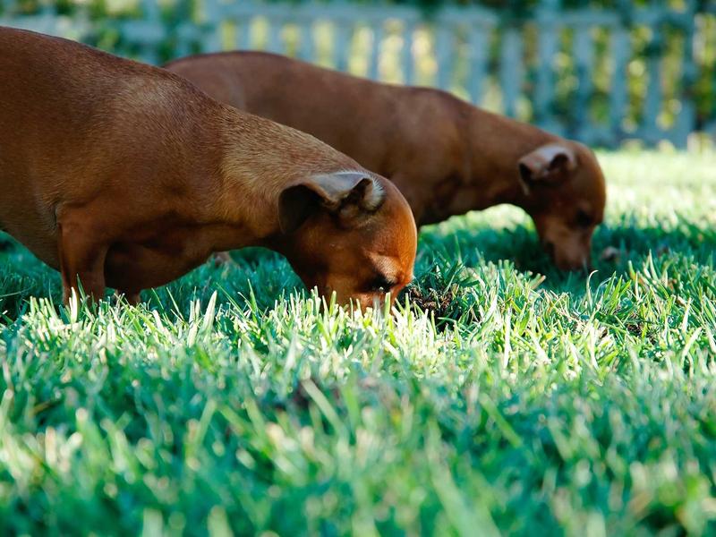 sudoku chain solving